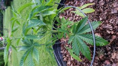 16854943928438924861800559408119