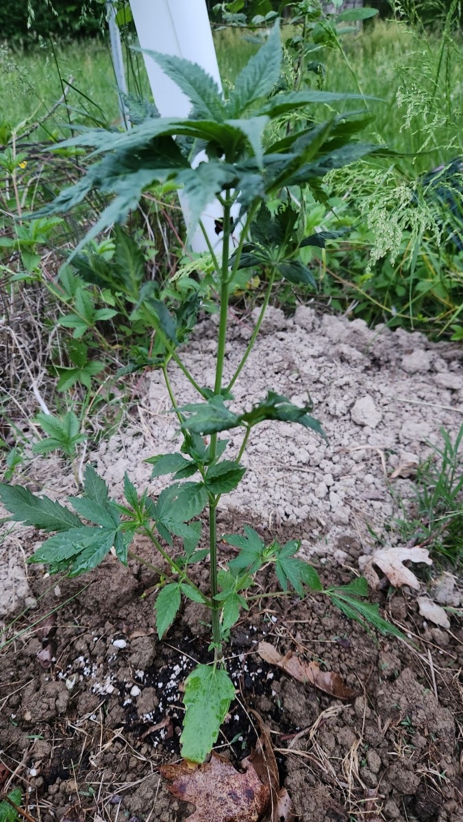 16854945178508574579448505152418