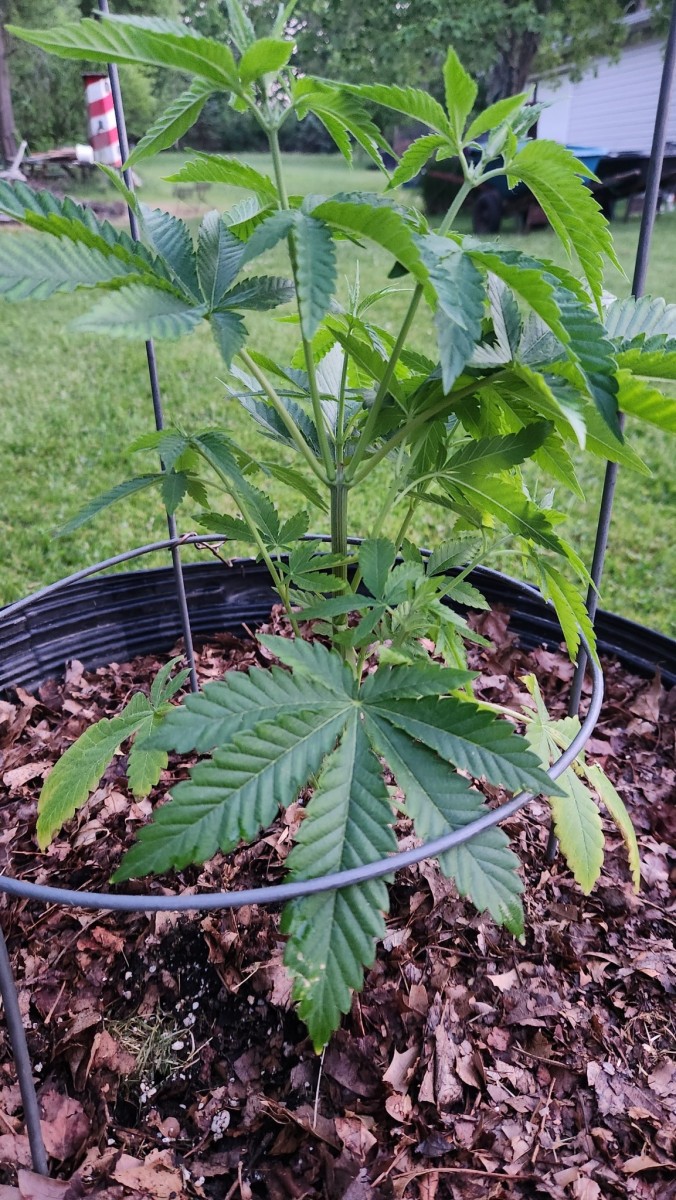 16854948538305554386983646815327