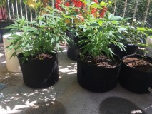 348CB210-912D-42A0-B4B5-35F53E6F02DC