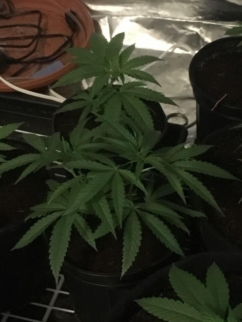 F7A4FB85-F5ED-4239-8B63-FB4517E7BDDC