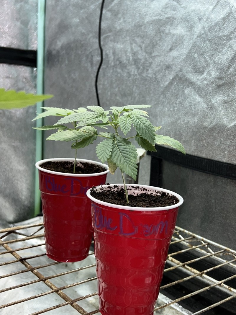 17D62356-EFCA-4742-80B4-B1E8D7B738F2