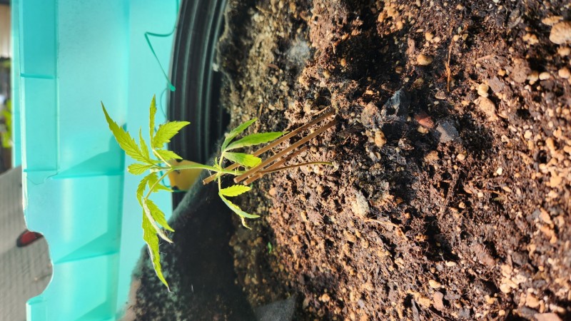 16859954395146648424521423134784