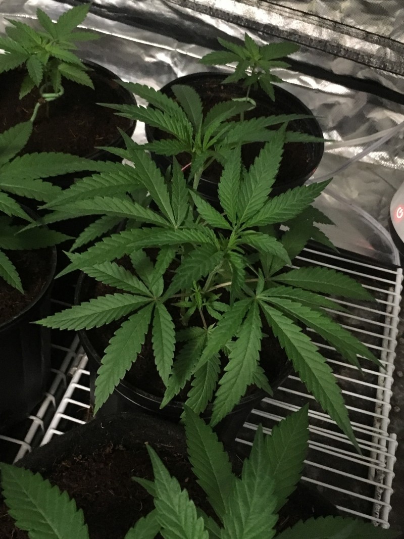 FA4C7949-6BB2-4668-8C8B-5C078A7ED8FA