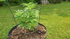 16860671184851098163367389000006