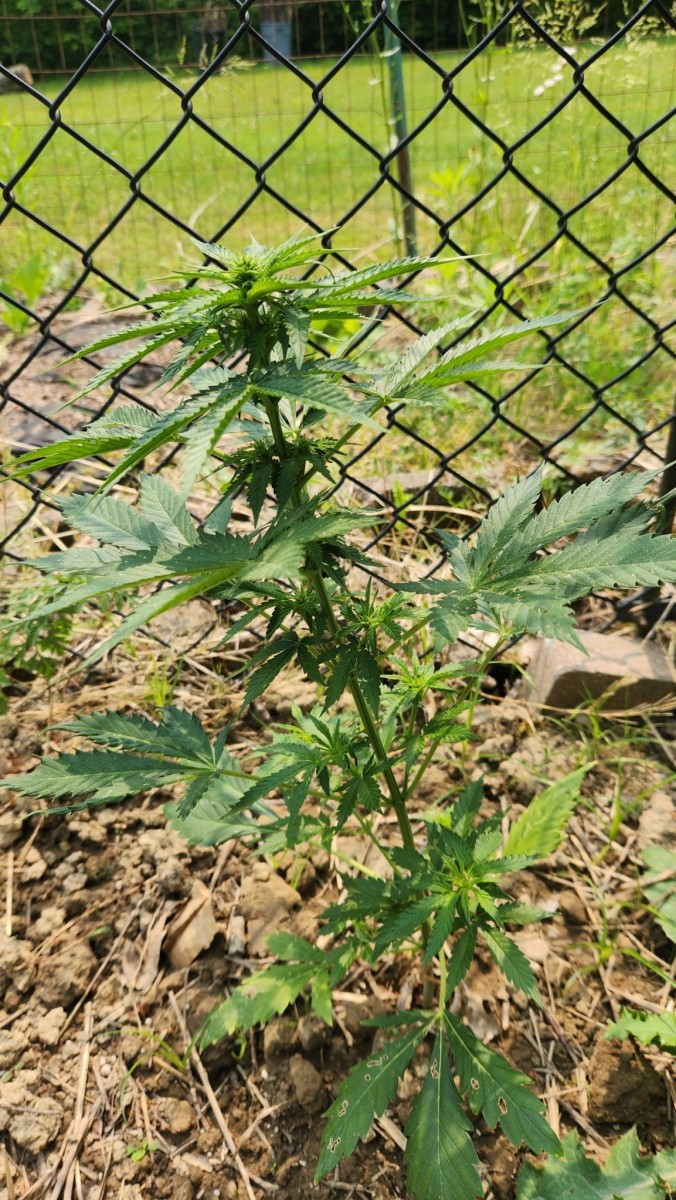 16860671780202068002972236214091