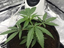 B4F1CC87-D148-4E30-981D-DB63044FB767