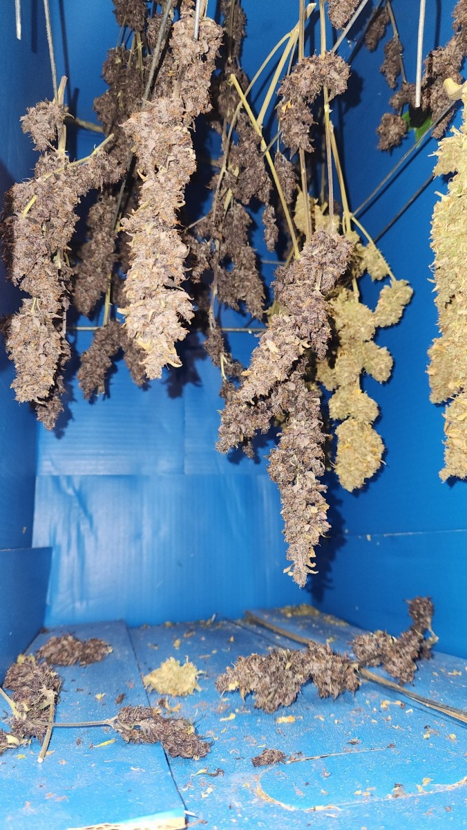 16864400463985643530540004844514