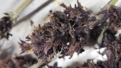 16864405415514236122365094415296