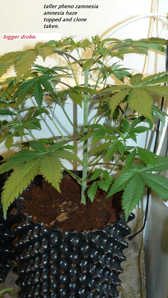 drobes cacti etc 002