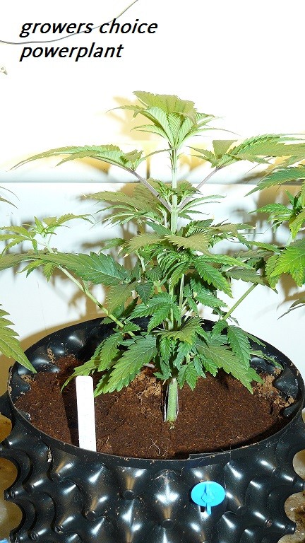 drobes cacti etc 005