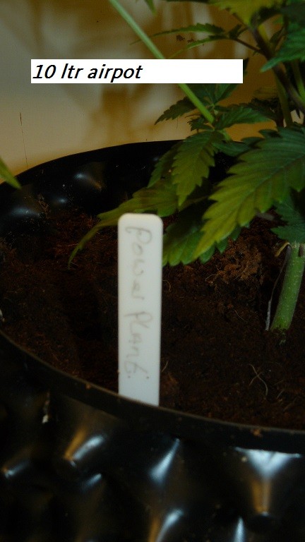 drobes cacti etc 006