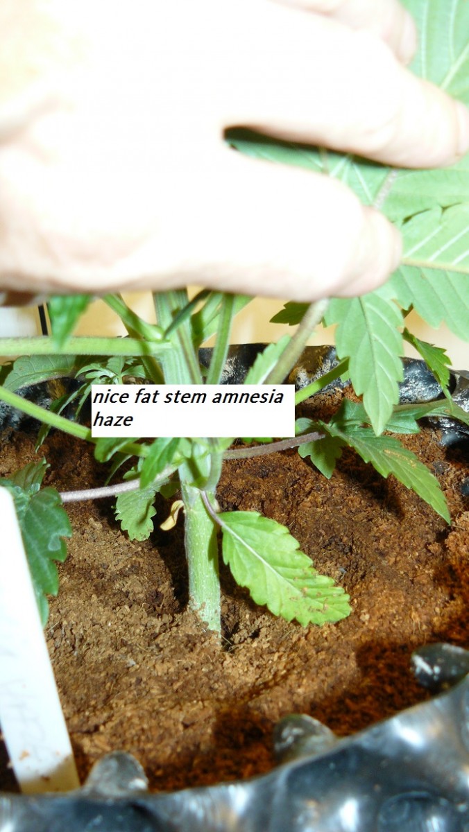 drobes cacti etc 010