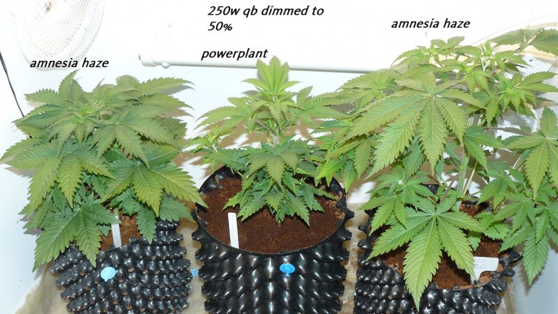 drobes cacti etc 013