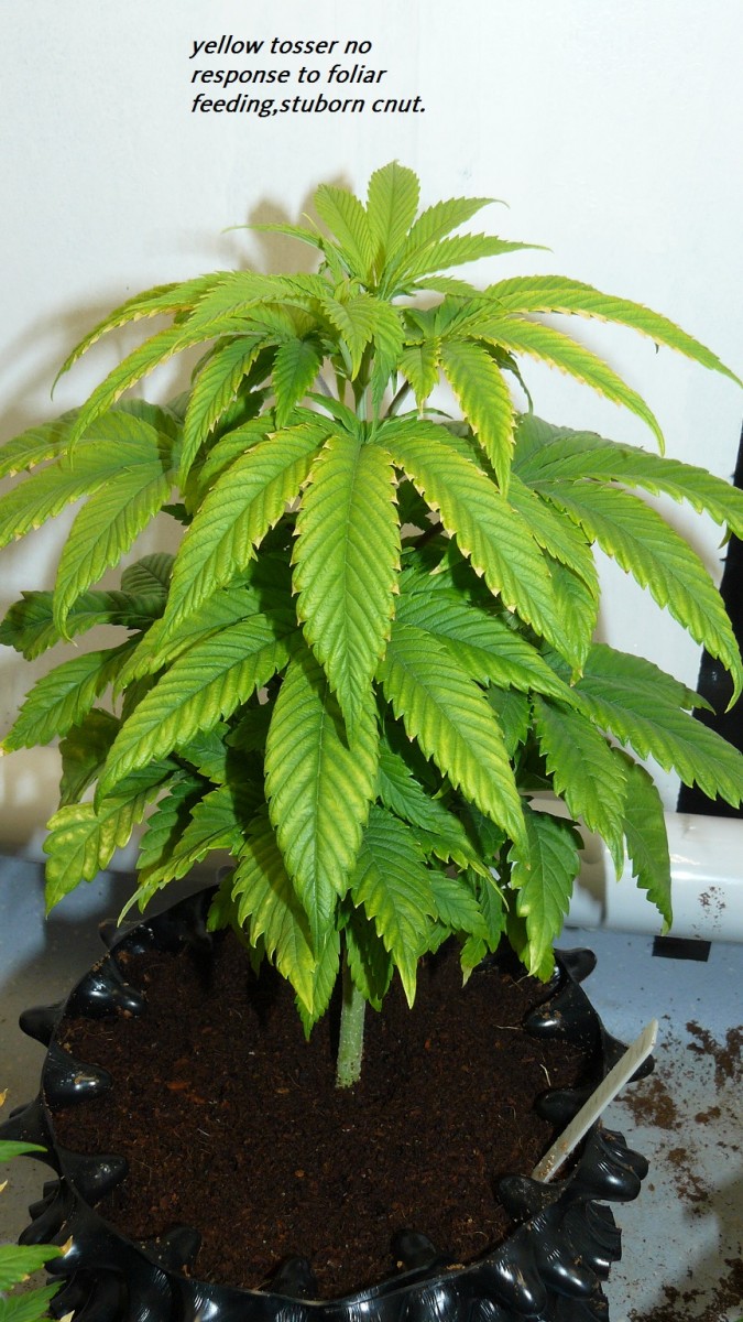 drobes cacti etc 016