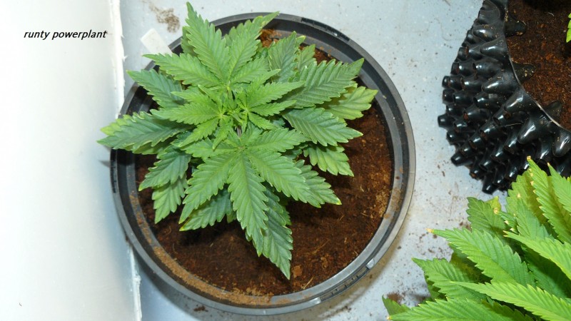 drobes cacti etc 020