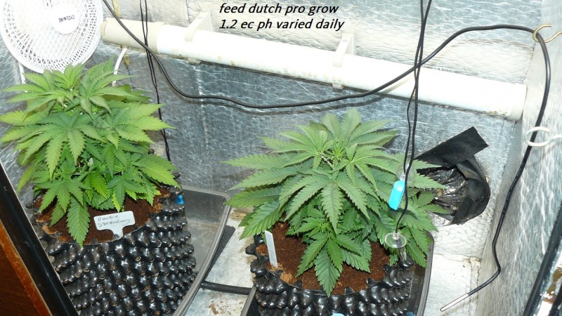 drobes cacti etc 029