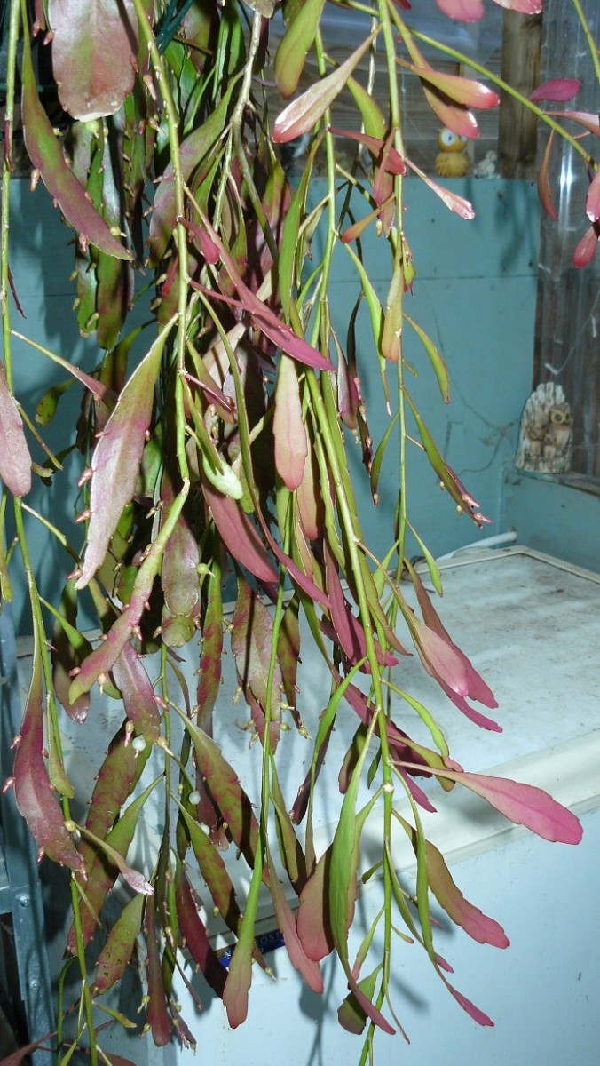 drobes cacti etc 032