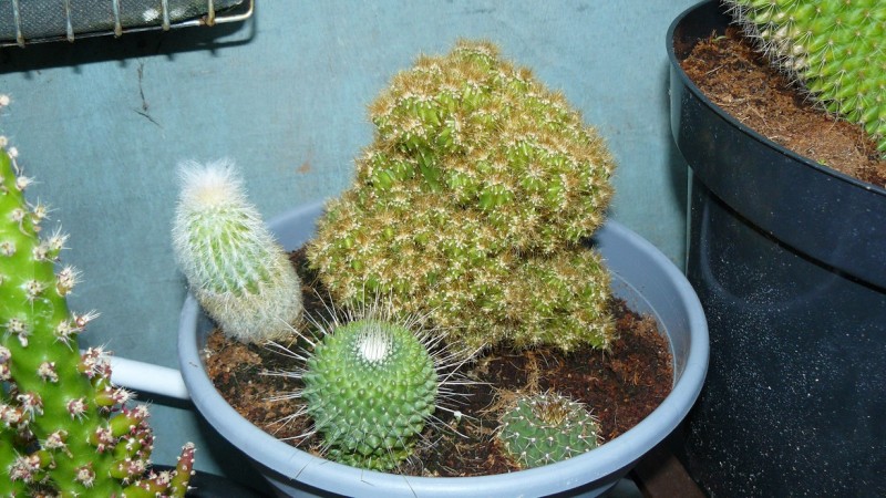 drobes cacti etc 040