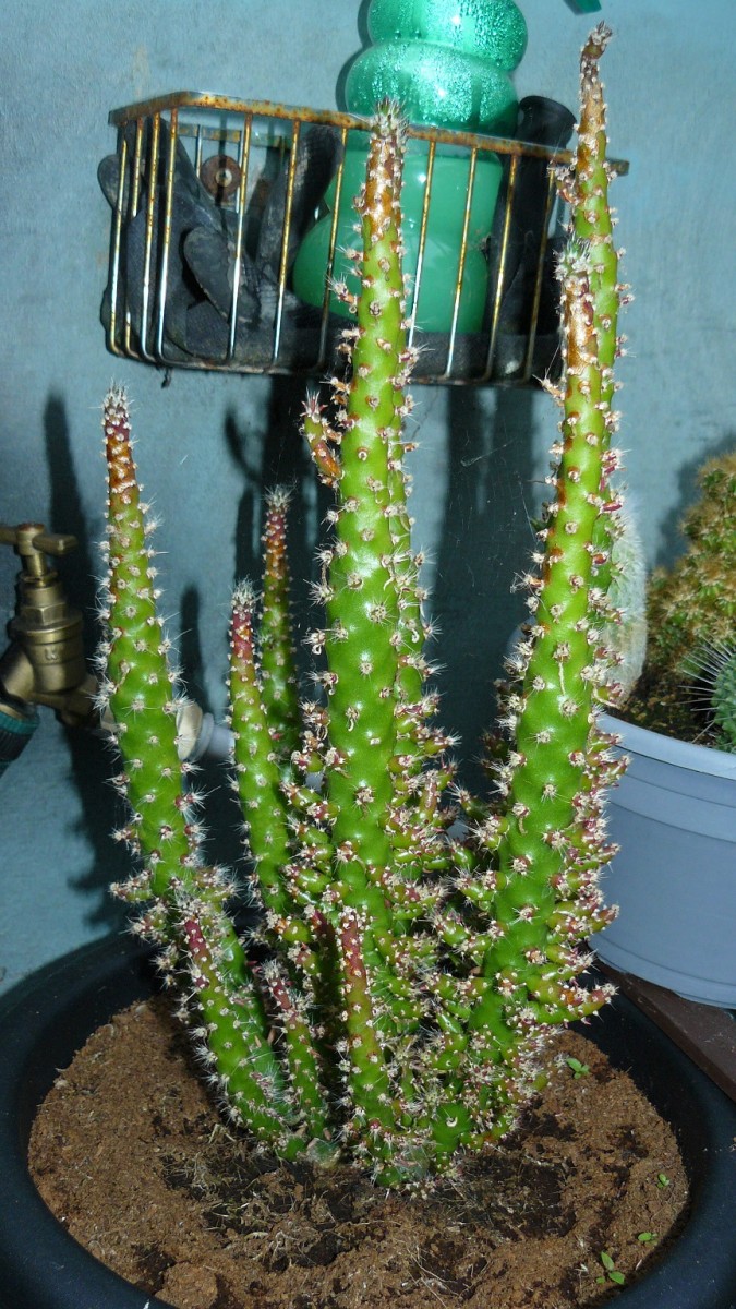 drobes cacti etc 041