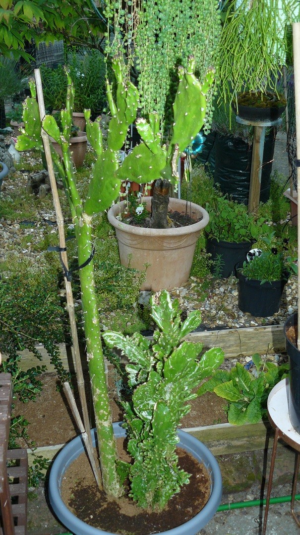 drobes cacti etc 042