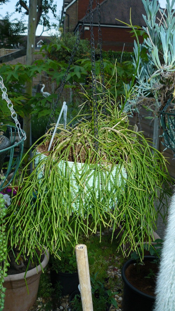 drobes cacti etc 044