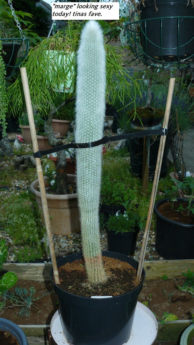 drobes cacti etc 045