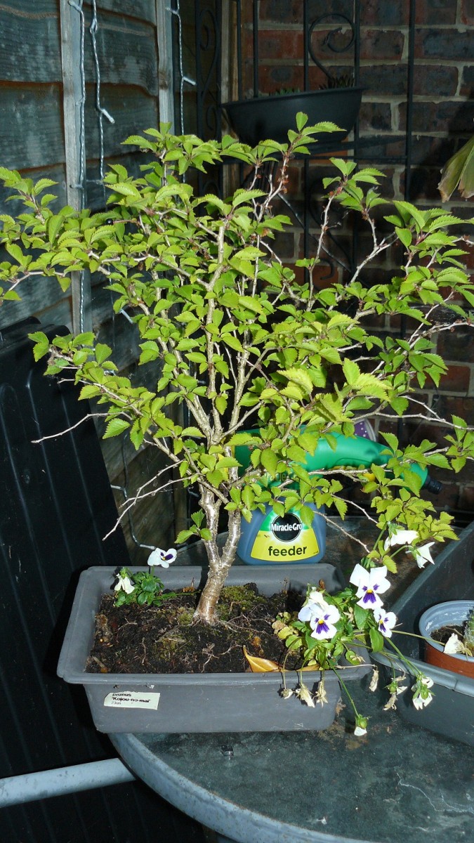 drobes cacti etc 049