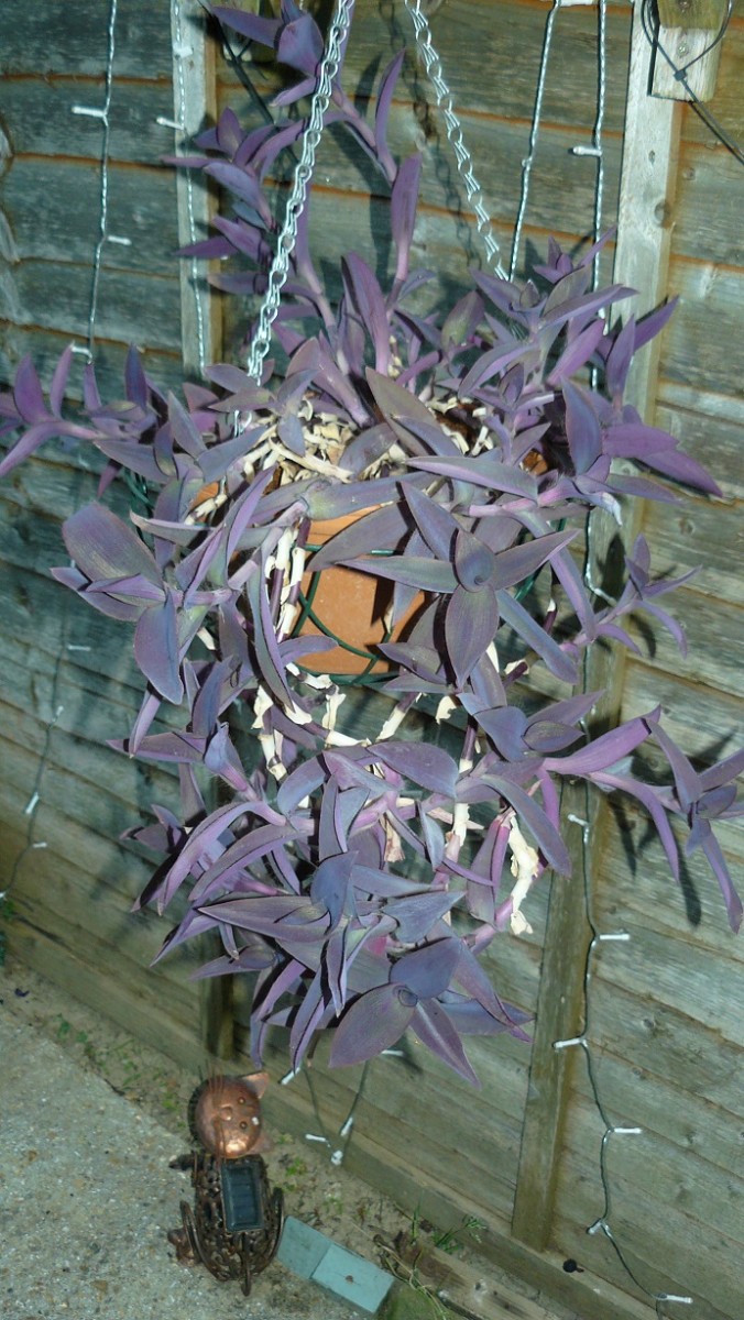 drobes cacti etc 050