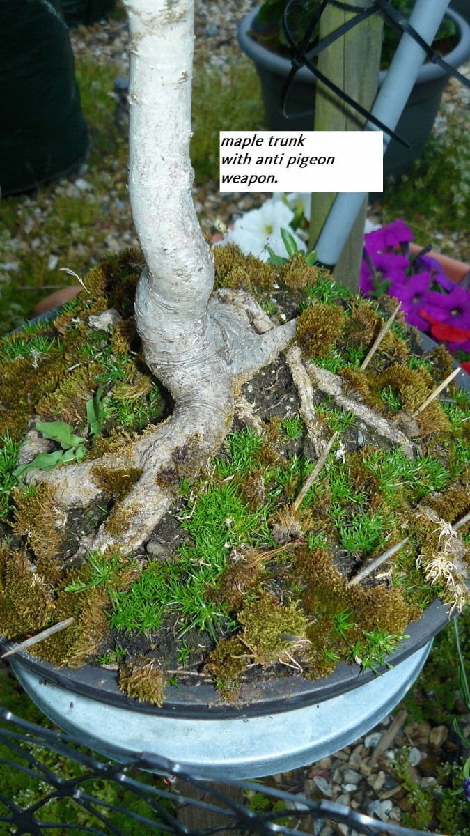 drobes cacti etc 052