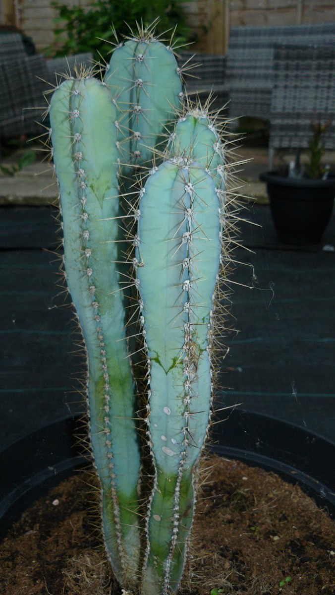 drobes cacti etc 055