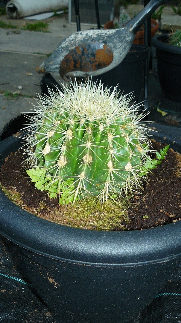 drobes cacti etc 057