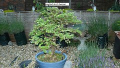 drobes cacti etc 060