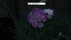 drobes cacti etc 064