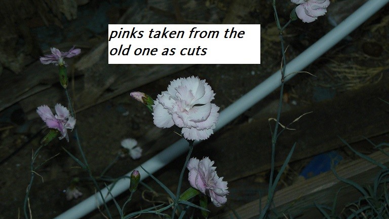 drobes cacti etc 068