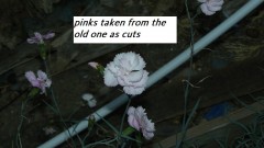 drobes cacti etc 068