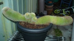 drobes cacti etc 071