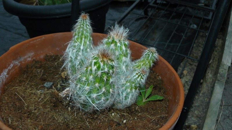 drobes cacti etc 073