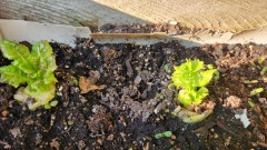 1686783650804146990217838112254