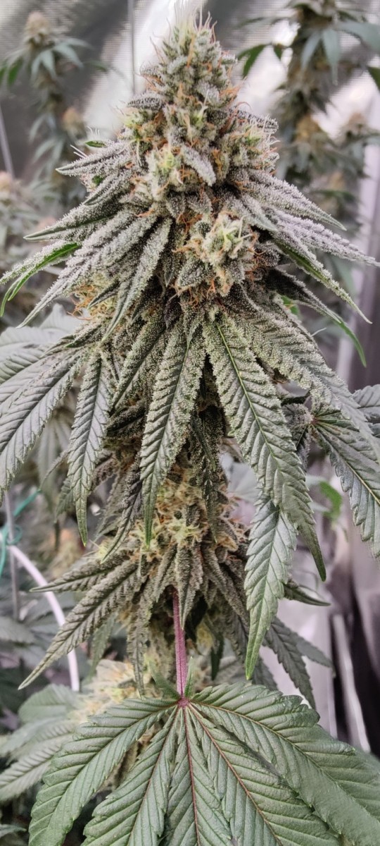 Screenshot_2023-06-17-05-28-54-26_92460851df6f172a4592fca41cc2d2e6