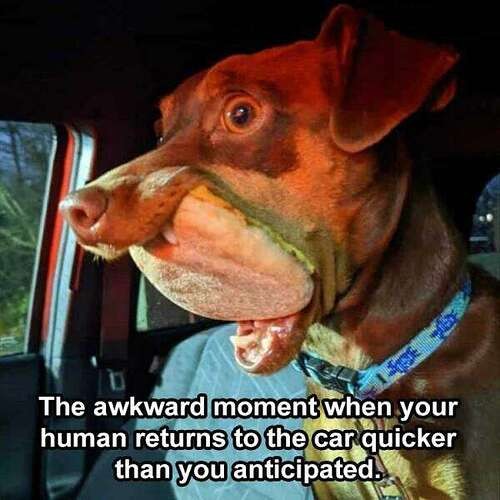 746e2d84d06b75943a5faf4527164c89a22310e6_2_500x500