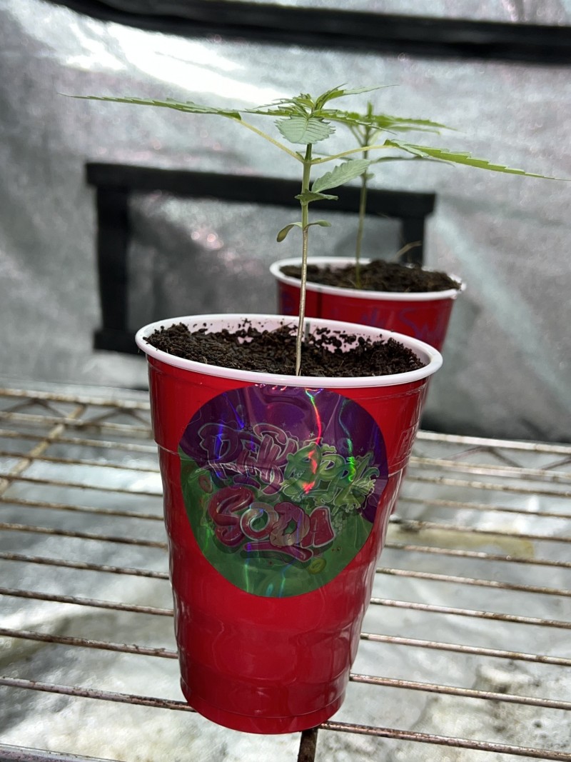 998E4955-0EE1-4D11-AD1C-D6ED58AC1CBA