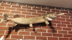 16873124238516893146397940649528