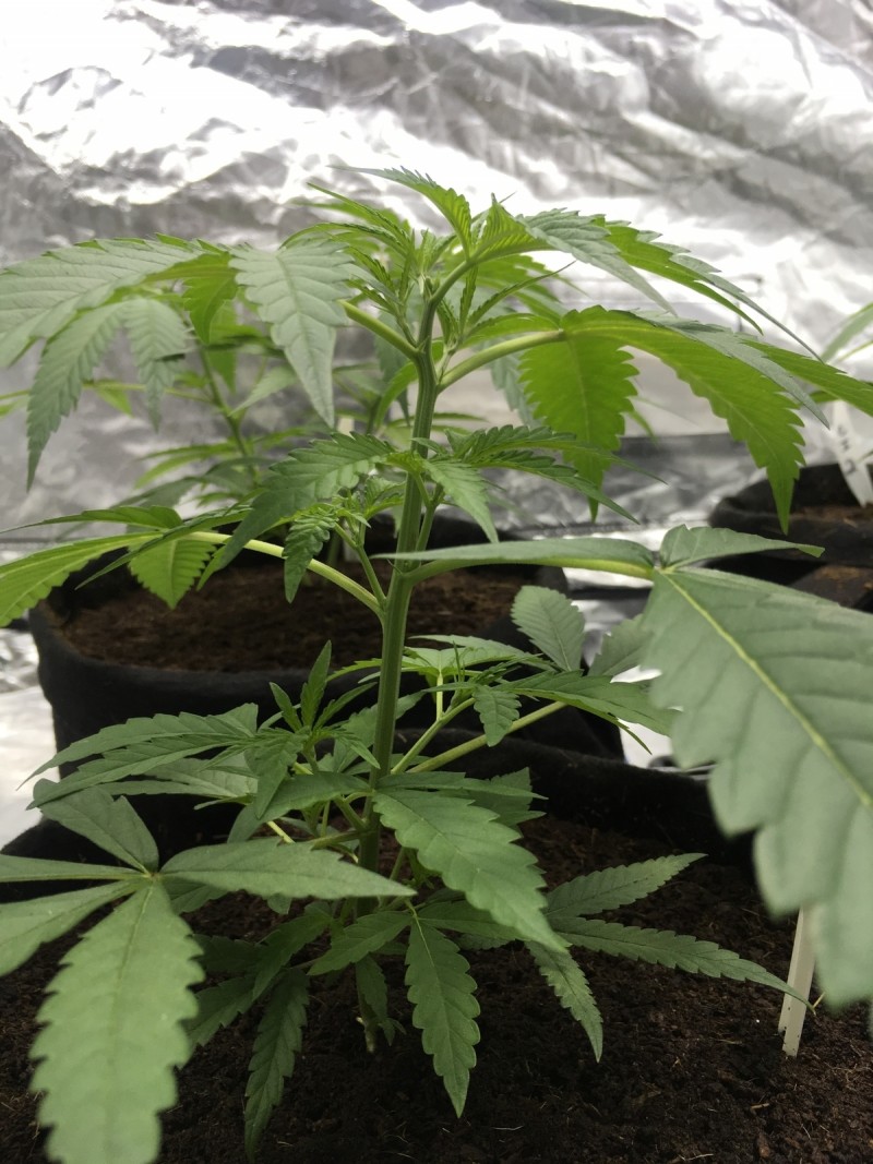 3A41F9FD-301C-4B86-9D7C-A923ACA2F472