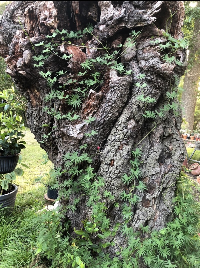 C689CFFB-0954-4EDF-85D4-B074952BF0E2