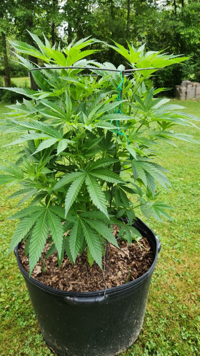 16875555975687718273893594223414