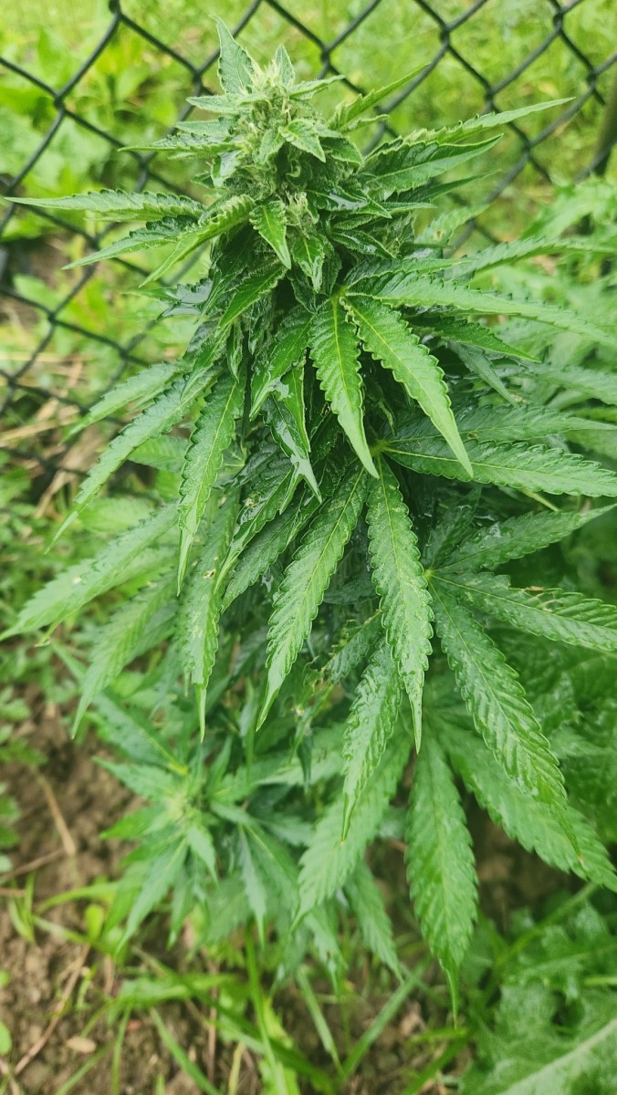 1687822182900973649481623033