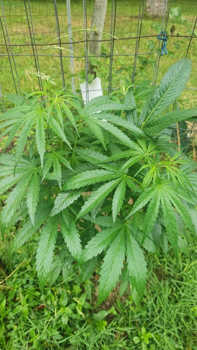 16878222904933599672613483406831