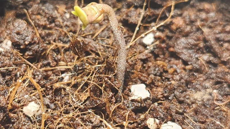 16882155899271255658211933464367