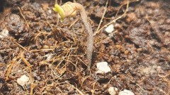 16882155899271255658211933464367